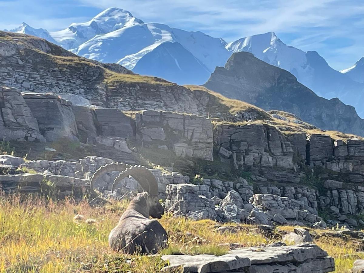 Residence Les Chardons Argentes Samoëns Екстериор снимка